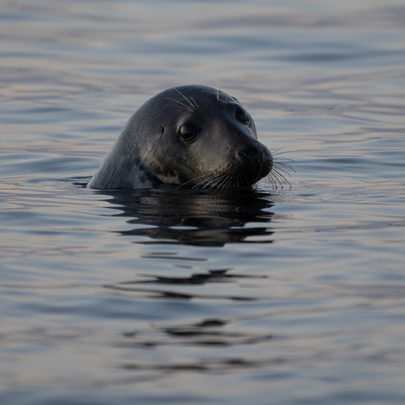 Harmaahylje lähikuvassa