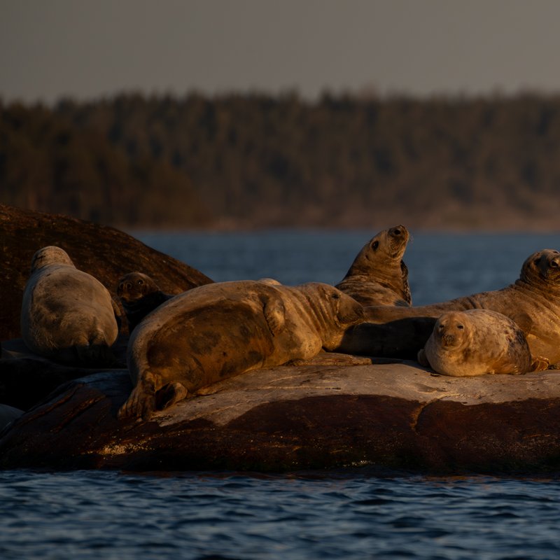 Hylkeitä auringonlaskun valossa