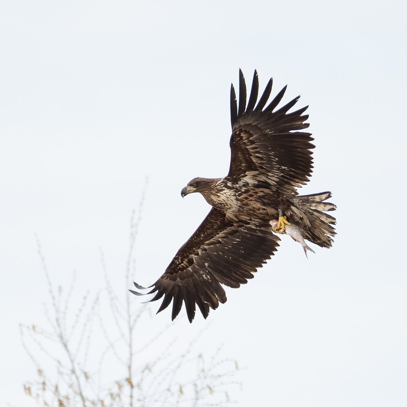 Merikotka saaliineen lennossa