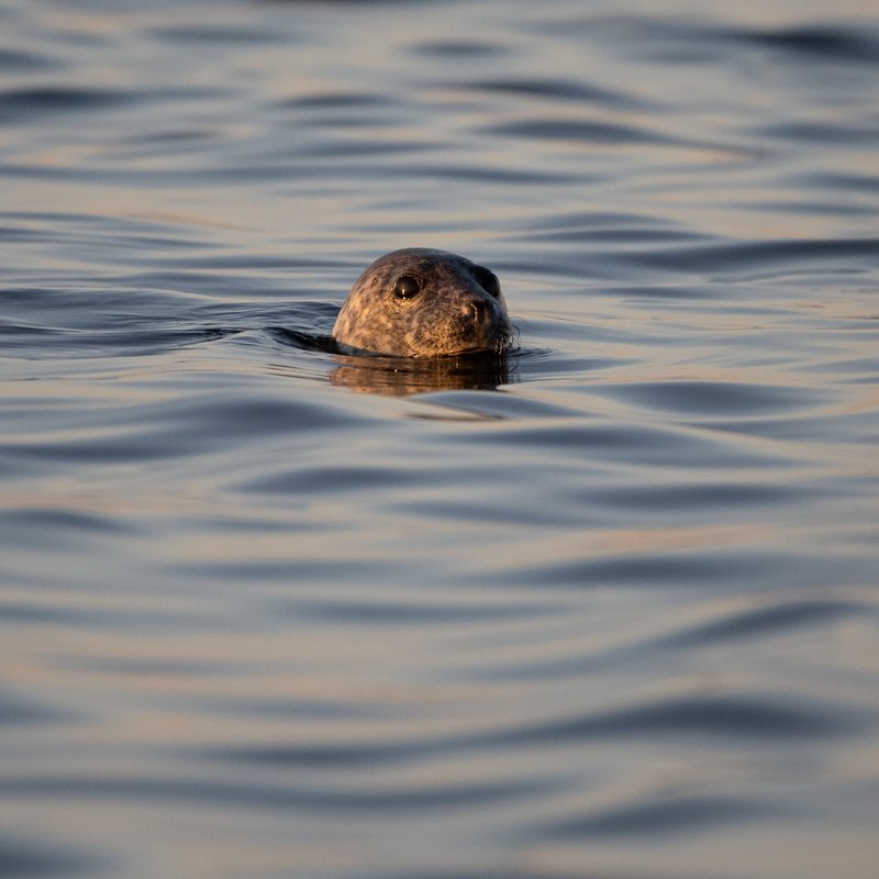 Nuori harmaahylje kalliolla