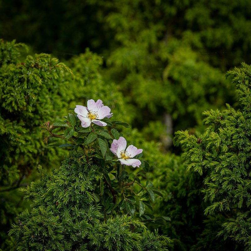 Villiruusu saariston kalliolla