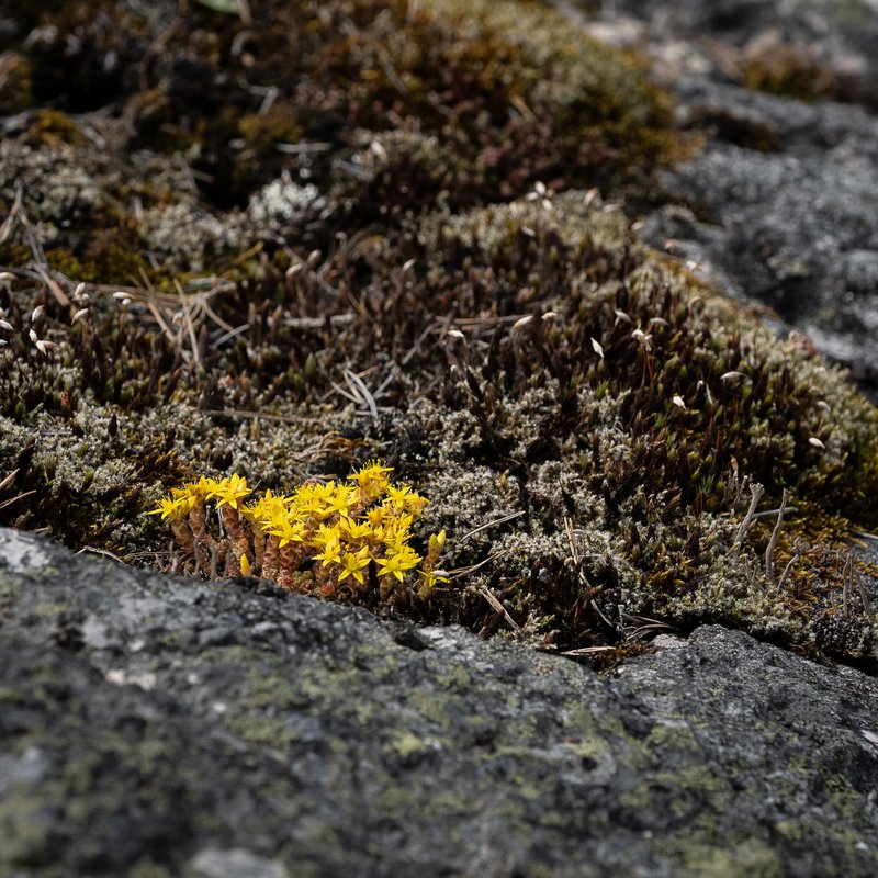 Maksaruoho saariston kalliolla