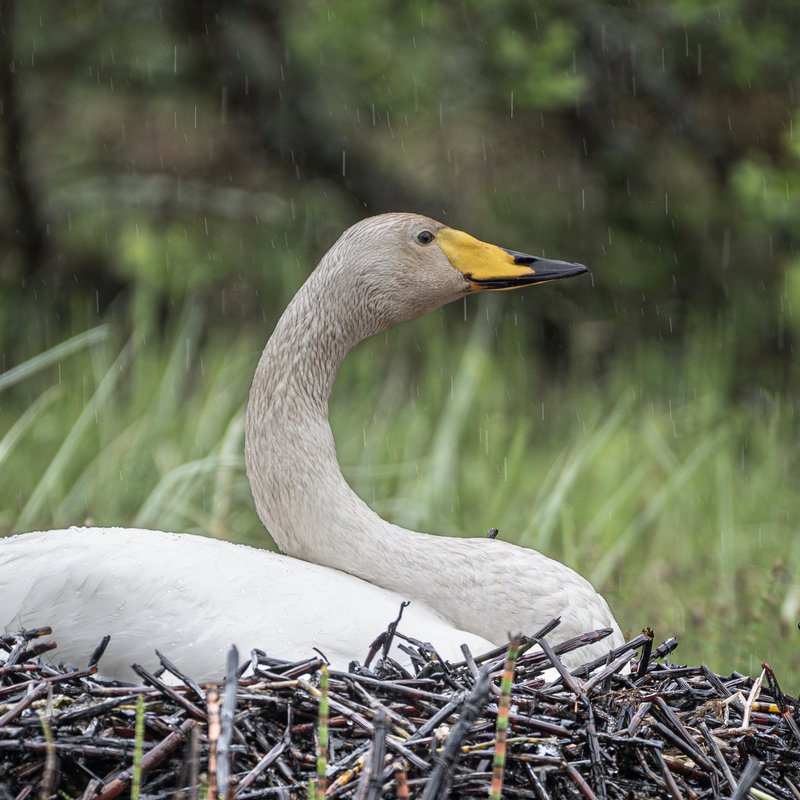 Turun saariston maisema